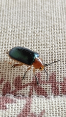 Cacoscelis marginata