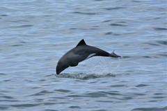 Cephalorhynchus heavisidii