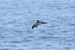 Cephalorhynchus heavisidii