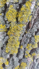 Xanthoria parietina