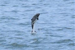 Cephalorhynchus heavisidii
