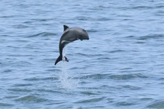 Cephalorhynchus heavisidii