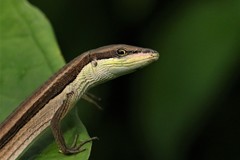 Takydromus sexlineatus