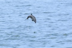 Cephalorhynchus heavisidii