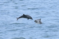 Cephalorhynchus heavisidii