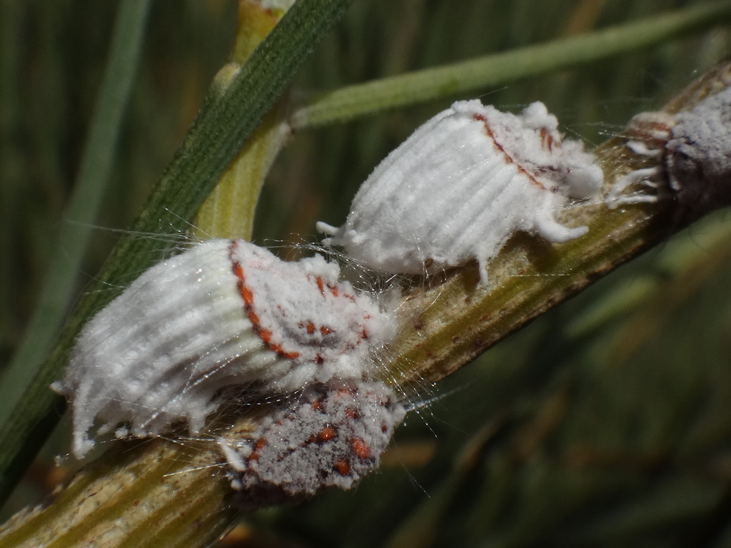 Giant Scale Insects