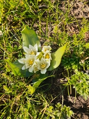 Ornithogalum lanceolatum