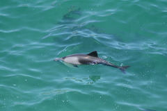 Cephalorhynchus heavisidii