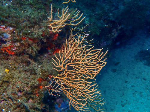 Yellow Gorgonian, photo 8 of 9