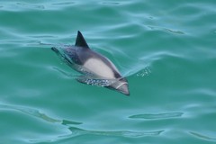 Cephalorhynchus heavisidii