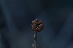 Andricus truncicolus