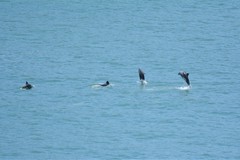Cephalorhynchus heavisidii