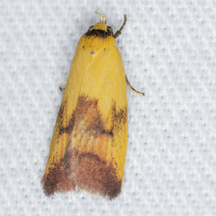 Ageletha hemiteles