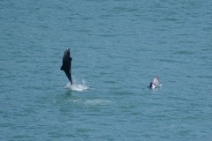 Cephalorhynchus heavisidii