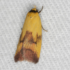 Ageletha hemiteles