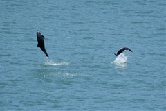 Cephalorhynchus heavisidii