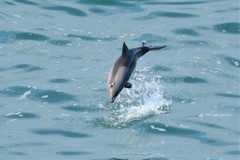 Cephalorhynchus heavisidii