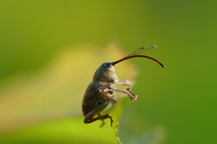 Curculio