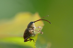 Curculio