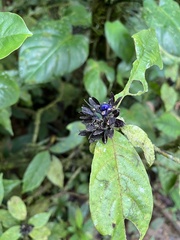 Palicourea suerrensis