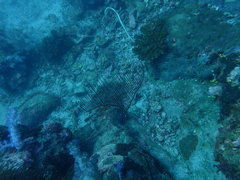 Ctenocella pectinata