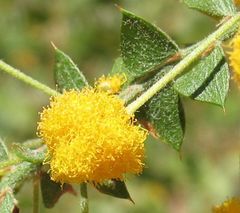 Acacia sublanata