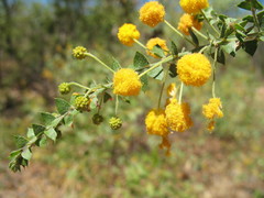 Acacia sublanata