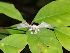 Penicillifera apicalis