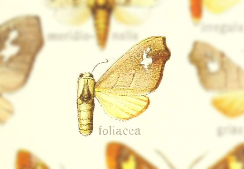 Zatrephes foliacea