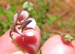 Hermannia boraginiflora