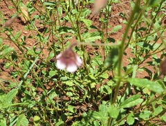 Hermannia boraginiflora