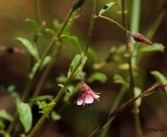 Hermannia boraginiflora