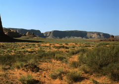 Coleogyne ramosissima