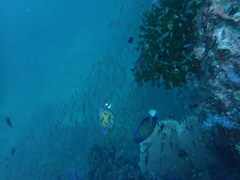 Pomacanthus annularis