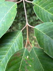 Vismia baccifera