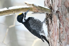 Black-Backed Woodpecker photo 2