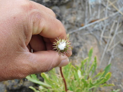 Grindelia patagonica