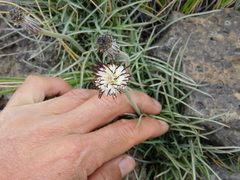 Hypochaeris incana