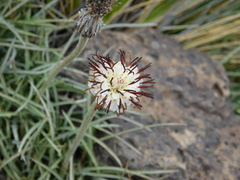 Hypochaeris incana