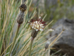 Hypochaeris incana