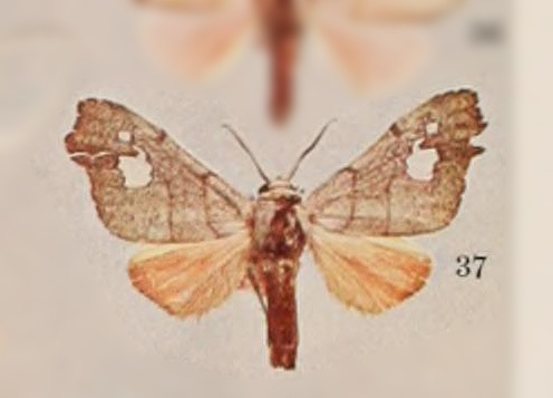Zatrephes griseorufa