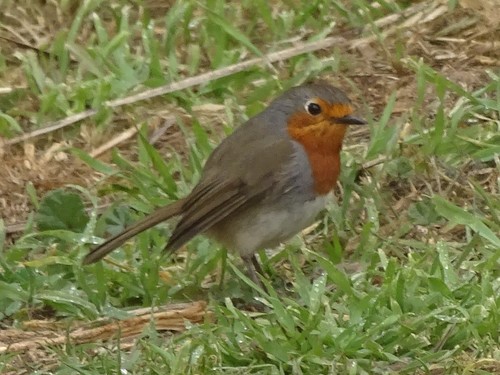 Petirrojo tinerfeño (Erithacus superbus)