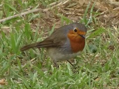 Erithacus rubecula superbus