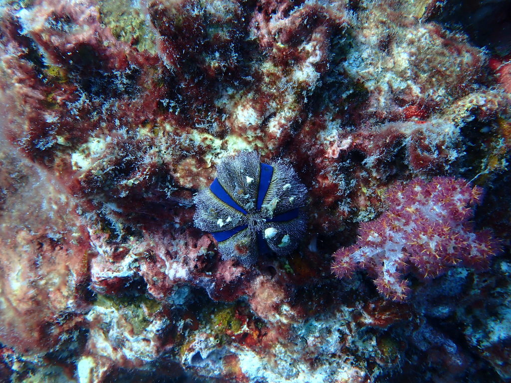 Mespilia globulus