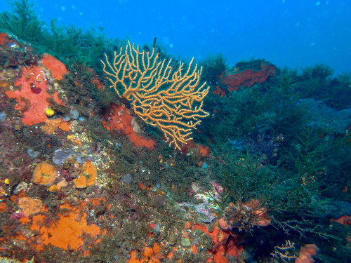 Yellow Gorgonian, photo 9 of 9