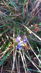 Polygala microphylla