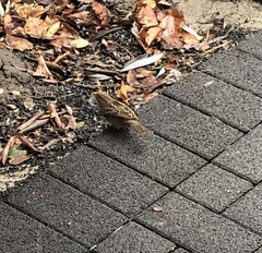 Passer domesticus
