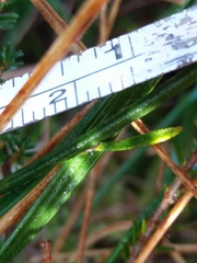Polygala microphylla