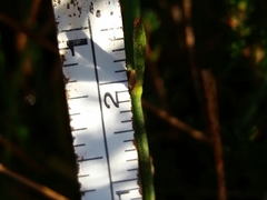 Polygala microphylla
