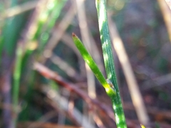 Polygala microphylla